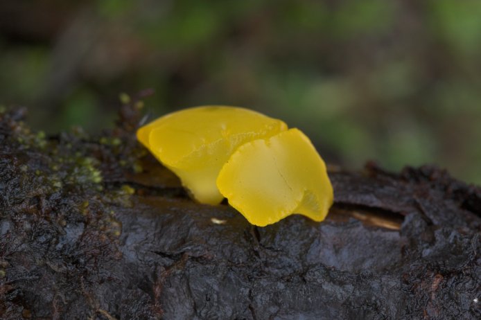 Witch's Butter (49272 bytes)
