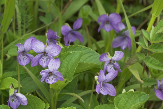 Alaska Violet --(Viola langsdorffii) (63785 bytes)