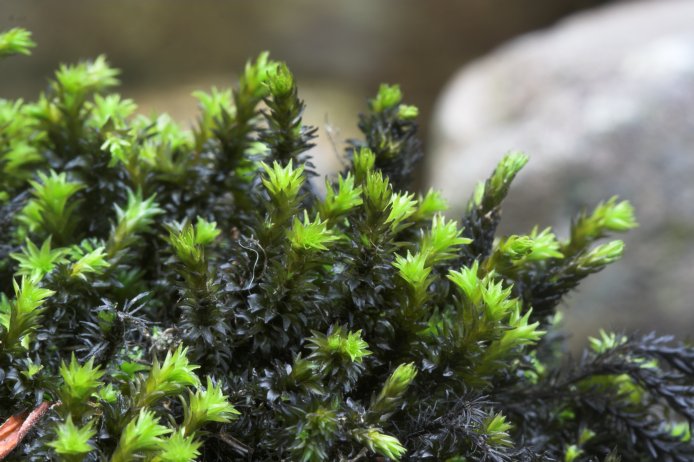 Streamside Moss --(Scouleria aquatica) (76195 bytes)