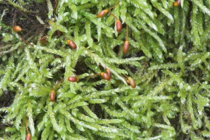 Moss --(Hygrohypnum ochraceum) (103624 bytes)