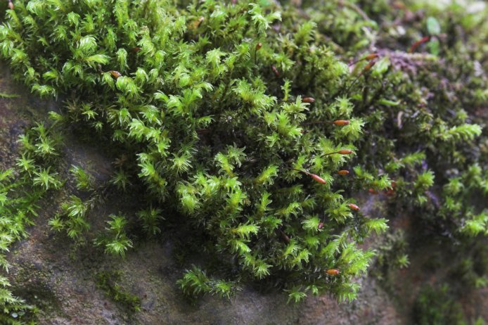 Streamside Moss --(Scouleria aquatica) (103362 bytes)