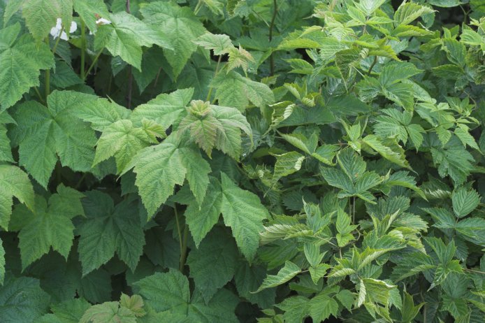 Thimbleberry and Salmonberry Leaves --(Rubus spp.) (95383 bytes)