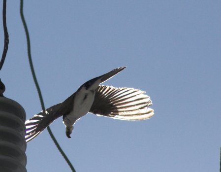 Tree Swallow --(Tachycineta bicolor) (20477 bytes)