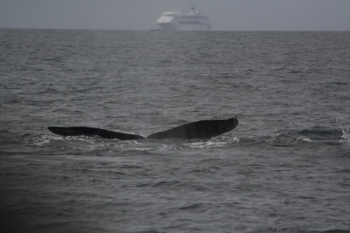 Humpback Whale and Cruise Ship (50567 bytes)