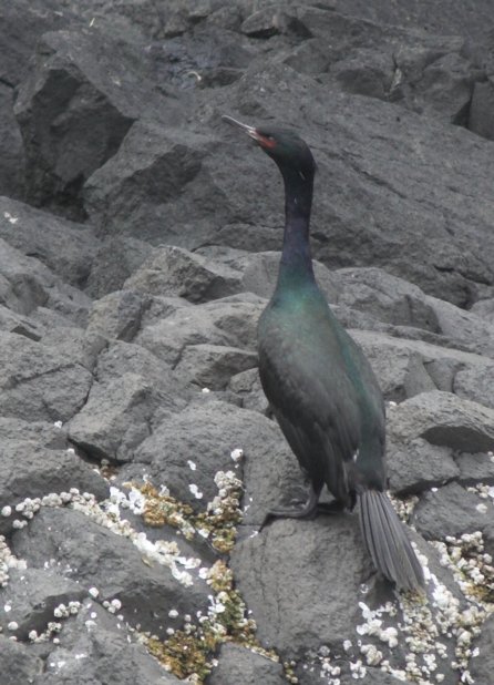 Pelagic Cormorant --(Phalacrocorax pelagicus) (71297 bytes)