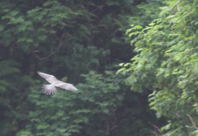 Peregrine Falcon --(Falco peregrinus) (47538 bytes)