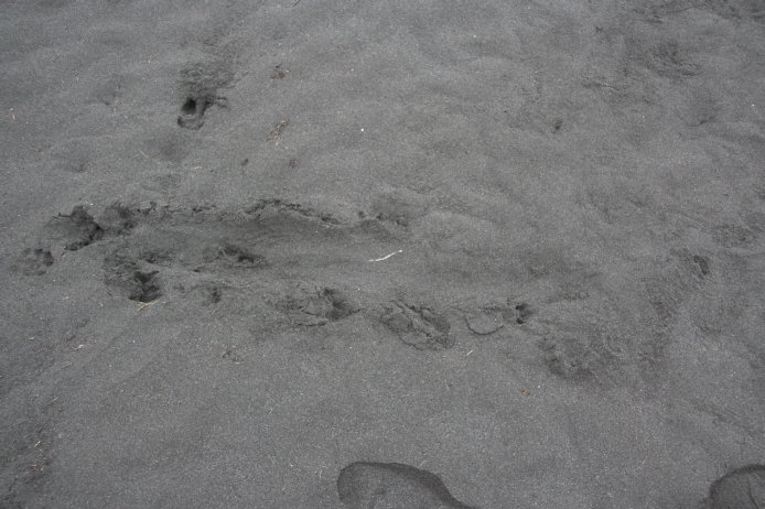 River Otter Tracks --(Lontra canadensis) (74731 bytes)