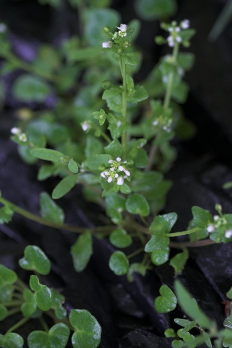 Scurvy Grass --(Cochlearia officinalis) (49030 bytes)