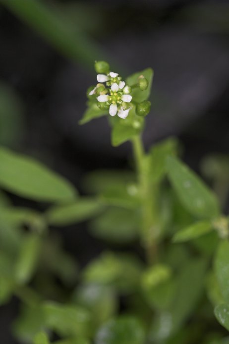 Scurvy Grass --(Cochlearia officianalis) (29253 bytes)