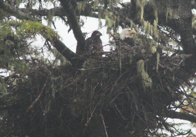 Bald Eagle Nest --(Haliaeetus leucocephalus) (76553 bytes)