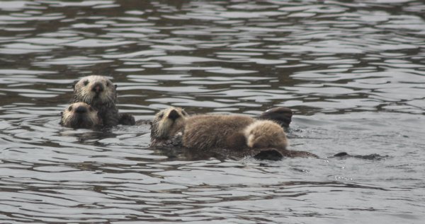 Sea Otters --(Enhydra lutris) (51628 bytes)
