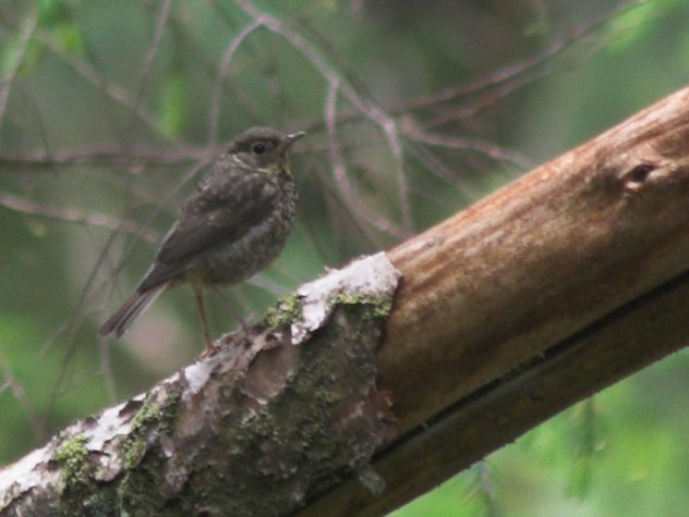Young Thrush --(Catharus sp.) (48821 bytes)