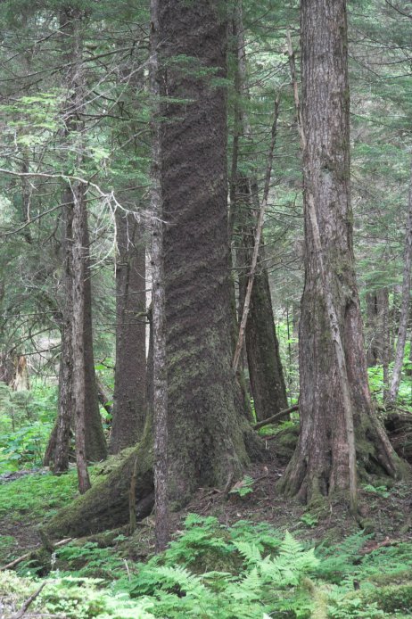 Cork Screw Tree --(Picea sitchensis) (120126 bytes)