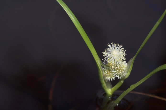 Northern Burreed --(Sparganium hyperboreum) (28394 bytes)