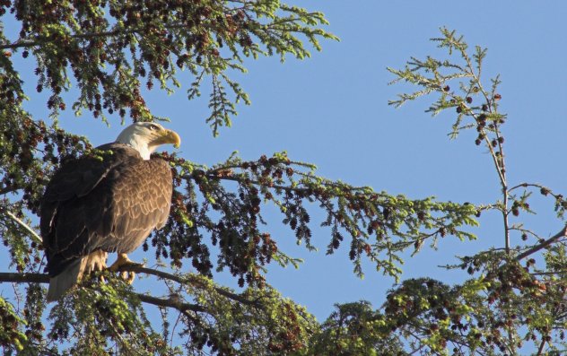 Bald Eagle --(Haliaeetus leucocephalus) (88219 bytes)