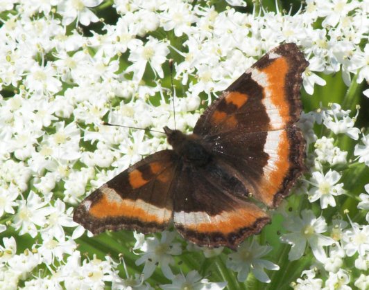 Milbert's Tortiseshell Butterfly --(Nymphalis milberti) (70219 bytes)