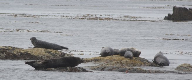 Harbor Seal Haulout --(Phoca vitulina) (39670 bytes)