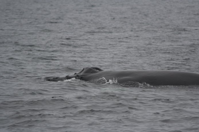 Humpback Whale --(Megaptera novaeangliae) (53995 bytes)