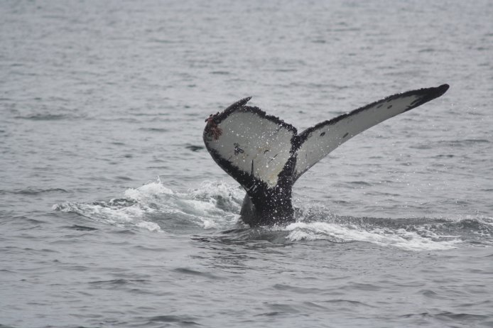 Humpback Whale --(Megaptera novaeangliae) (62166 bytes)