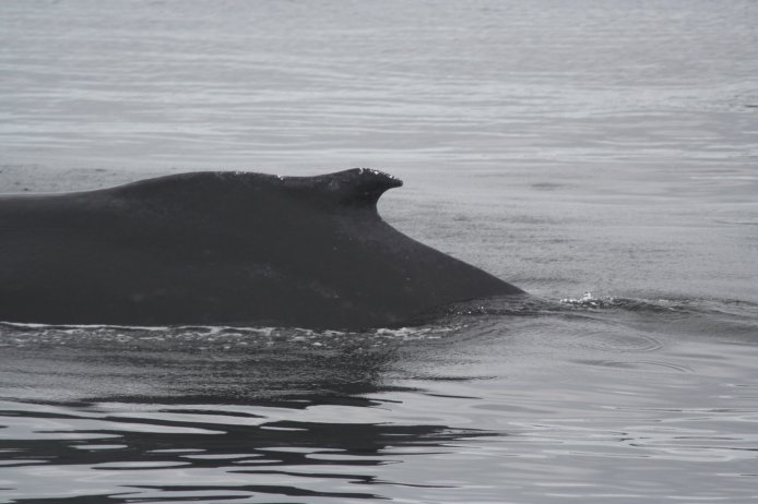 Humpback Whale --(Megaptera noaveangliae) (50410 bytes)