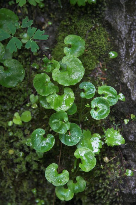 Fringed Grass-of-Parnassus Leaves --(Parnassia fimbriata) (83611 bytes)