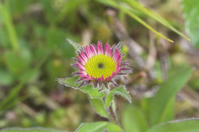 Subalpine Daisy --(Erigeron peregrinus) (45991 bytes)