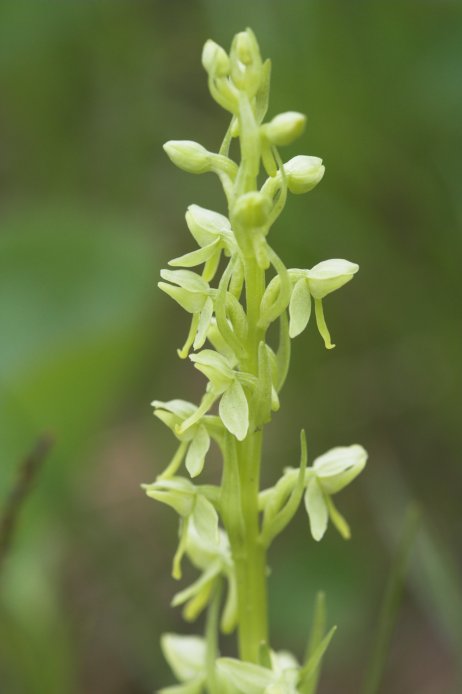 Orchid --(Platanthera sp.) (32847 bytes)