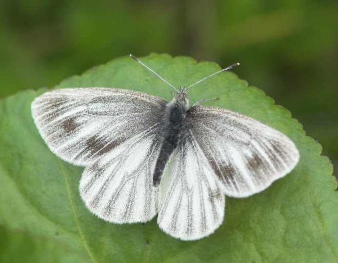 White Butterfly (59194 bytes)
