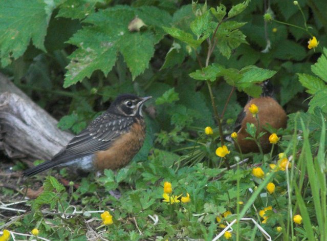 Juvenile Robin --(Turdus migratorius) (75234 bytes)