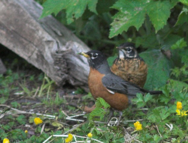 Robins --(Turdus migratorius) (64943 bytes)