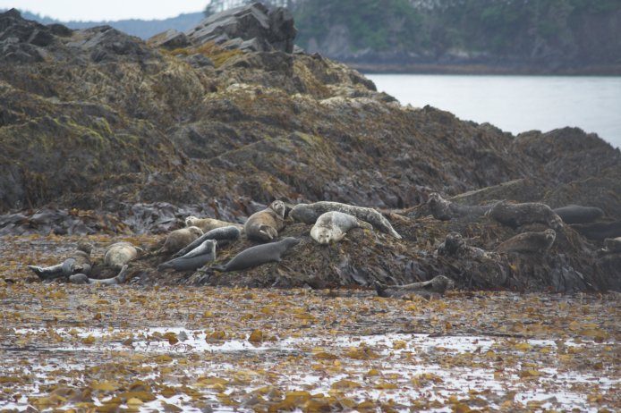 Harbor Seals --(Phoca vitulina) (93732 bytes)
