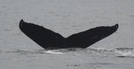 Humpback Whale --(Megaptera novaeangliae) (24331 bytes)