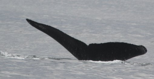 Humpback Whale --(Megaptera novaeangliae) (23264 bytes)
