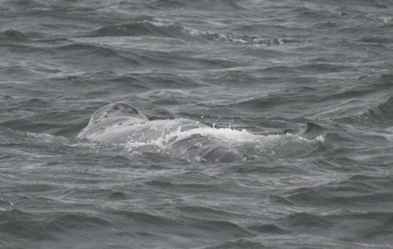 Gray Whale --(Eschrichtius robustus) (43062 bytes)