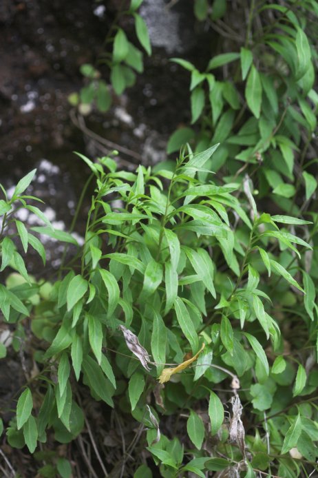 Common Harebell --(Campanula rotundifolia) (80042 bytes)