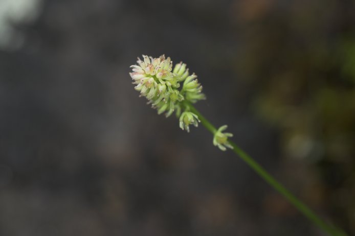 Northern Asphodel Flowers --(Tofieldia coccinea) (21687 bytes)