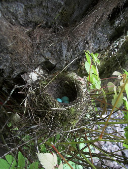 Hermit Thrush Nest --(Catharus guttatus) (115729 bytes)