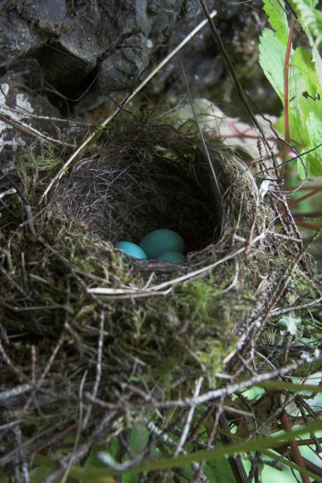 Hermit Thrush Nest --(Catharus guttatus) (92763 bytes)