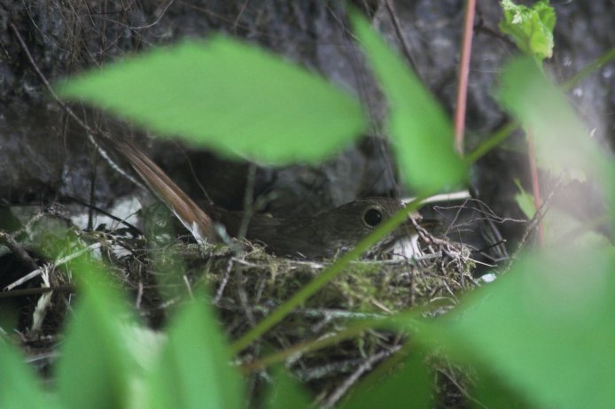 Hermit Thrush on Nest --(Catharus guttatus) (55741 bytes)