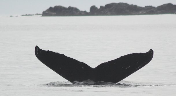 Humpback Whale --(Megaptera novaeangliae) (25010 bytes)
