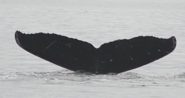 Humpback Whale --(Megaptera novaeangliae) (27934 bytes)