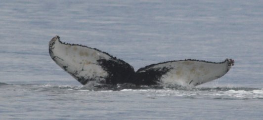 Humpback Whale --(Megaptera novaeangliae) (23365 bytes)