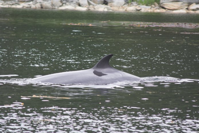 Minke Whale --(Balaenoptera acutorostrata) (80388 bytes)
