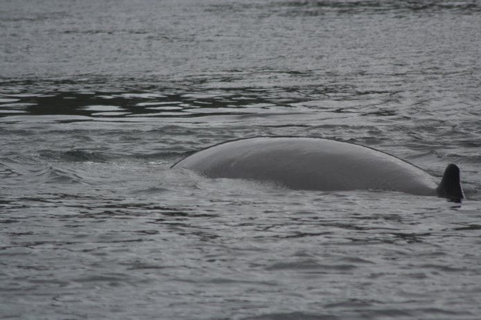 Minke Whale --(Balaenoptera acutorostrata) (65746 bytes)
