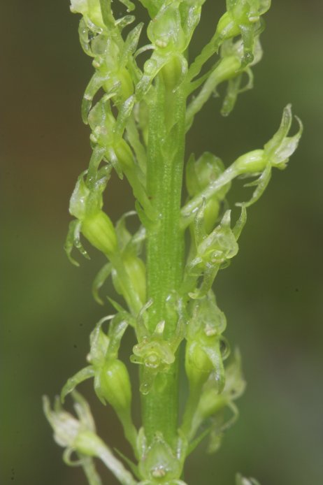 Adder's-mouth Orchid --(Malaxis monophyllos) (42031 bytes)