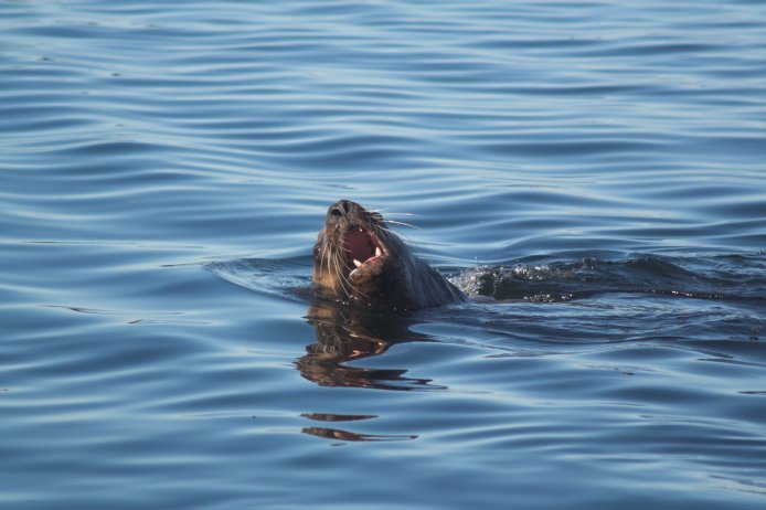 Steller's Sea Lion --(Eumetopias jubatus) (55210 bytes)
