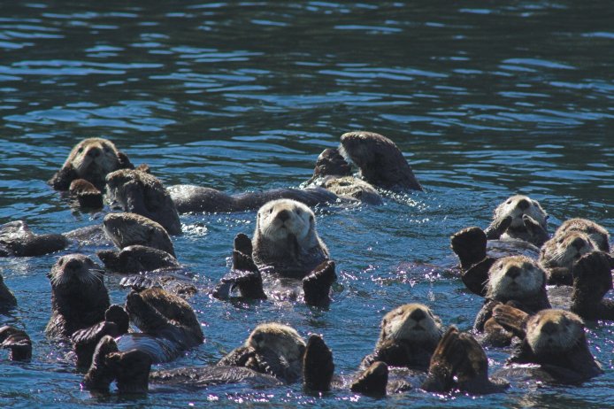 Sea Otters --(Enhydra lutris) (96049 bytes)