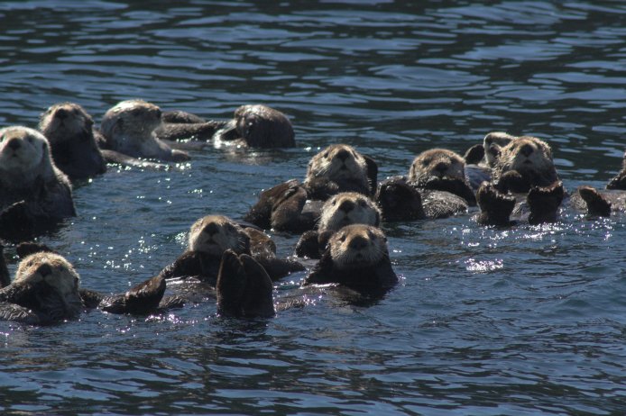 Sea Otters --(Enhyrdra lutris) (86420 bytes)