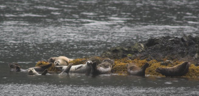 Harbor Seals --(Phoca vitulina) (49521 bytes)
