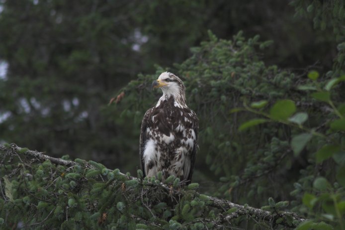 Bald Eagle --(Haliaeetus leucocephalus) (52711 bytes)
